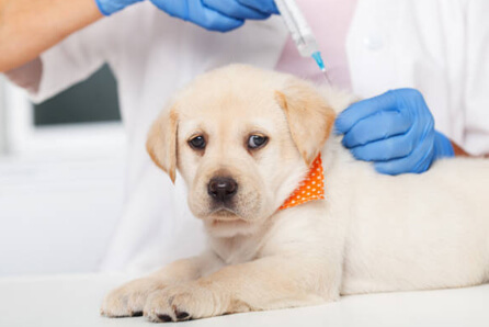  vet for dog vaccination in Niantic