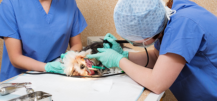Long Hill animal hospital veterinary operation
