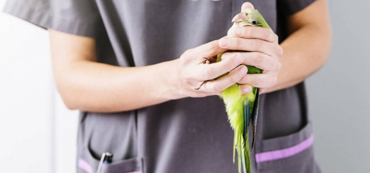 bird regular veterinary hospital in East Granby