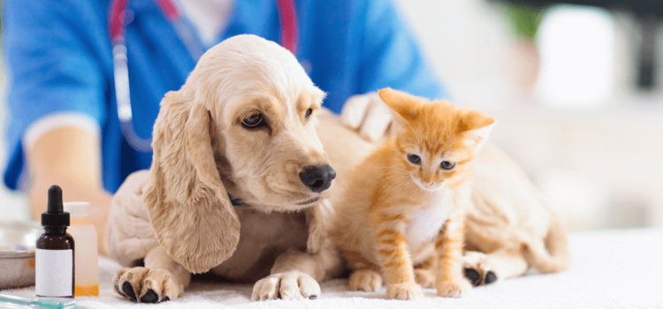 Broad Brook pet emergency clinic