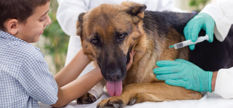 dog vaccination clinic in Mashantucket