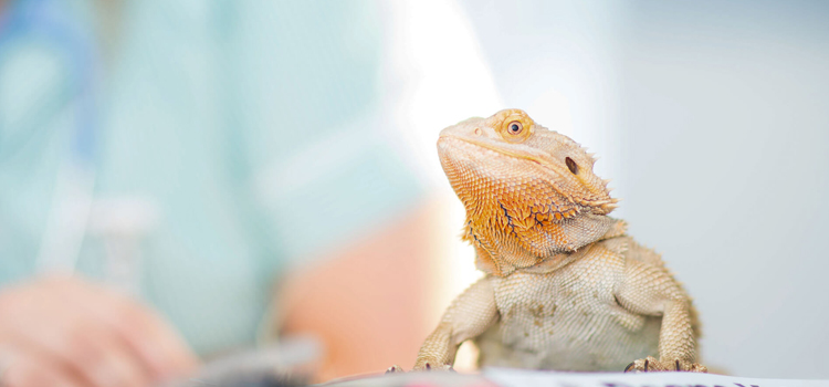 experienced vet care for reptiles in Enfield