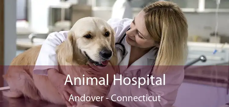 Animal Hospital Andover - Connecticut