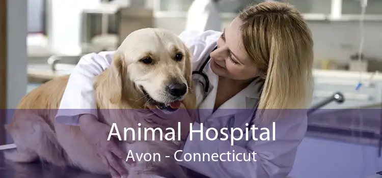 Animal Hospital Avon - Connecticut