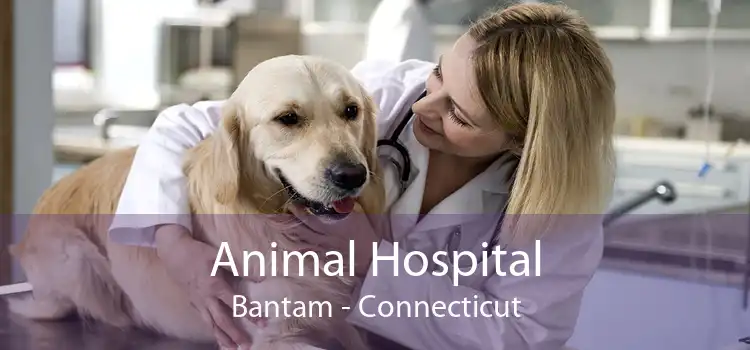 Animal Hospital Bantam - Connecticut
