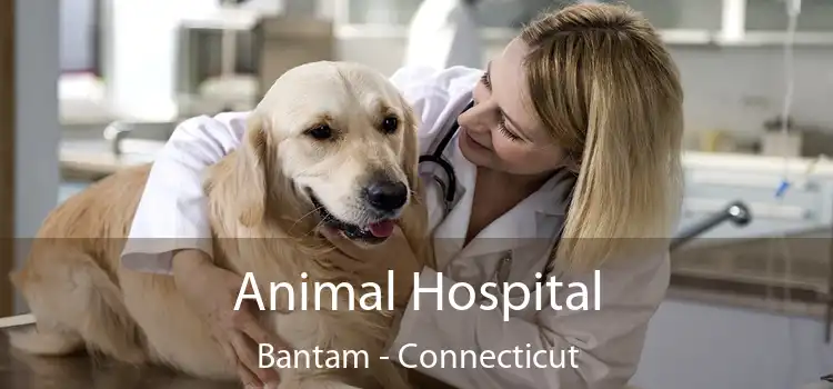 Animal Hospital Bantam - Connecticut