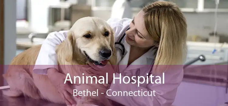 Animal Hospital Bethel - Connecticut