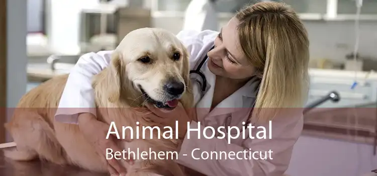 Animal Hospital Bethlehem - Connecticut