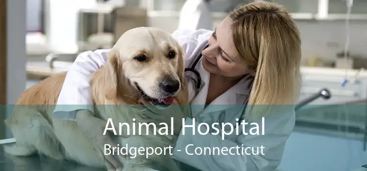 Animal Hospital Bridgeport - Connecticut