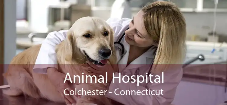Animal Hospital Colchester - Connecticut