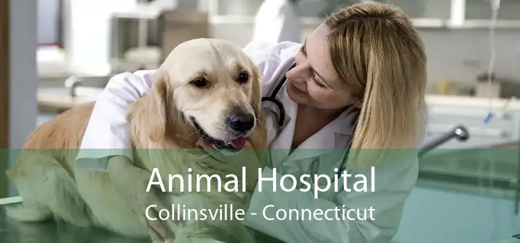 Animal Hospital Collinsville - Connecticut