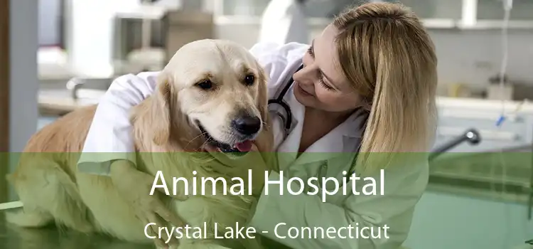 Animal Hospital Crystal Lake - Connecticut