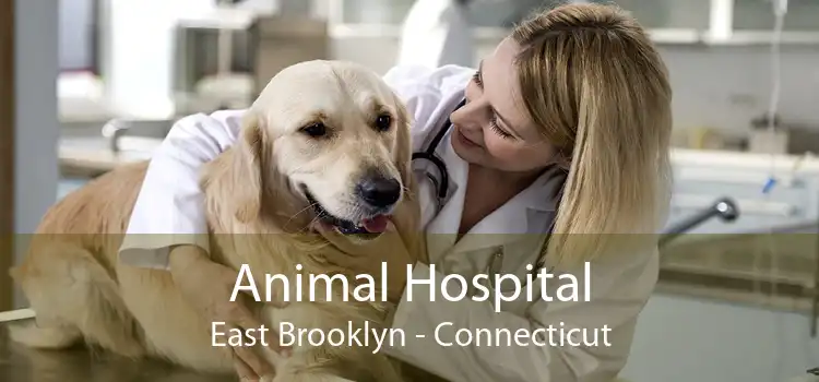 Animal Hospital East Brooklyn - Connecticut