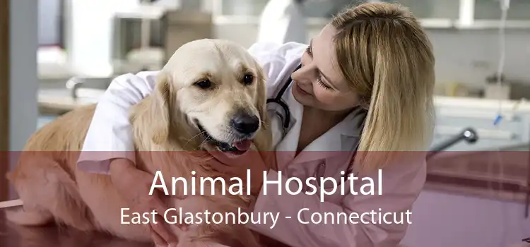 Animal Hospital East Glastonbury - Connecticut