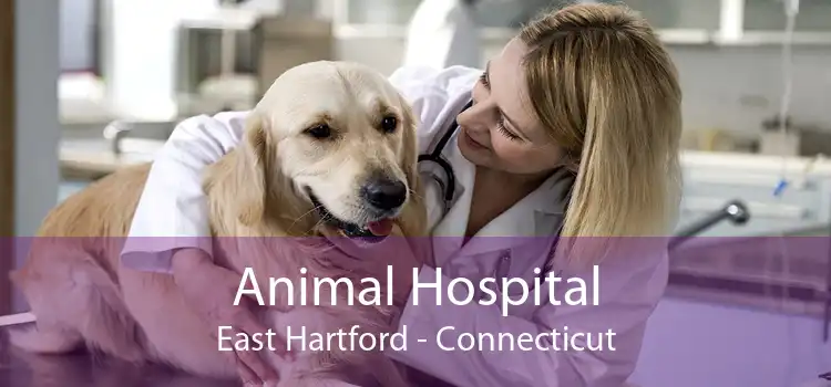 Animal Hospital East Hartford - Connecticut