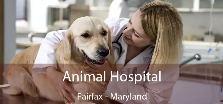 Animal Hospital Fairfax - Maryland