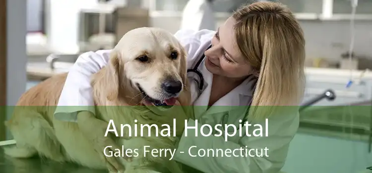 Animal Hospital Gales Ferry - Connecticut