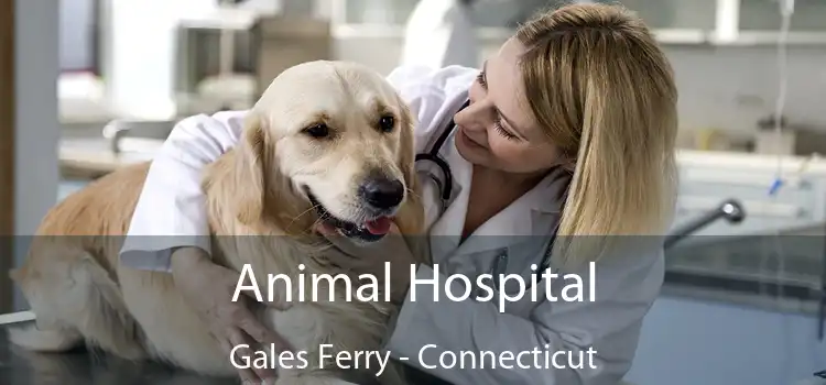 Animal Hospital Gales Ferry - Connecticut