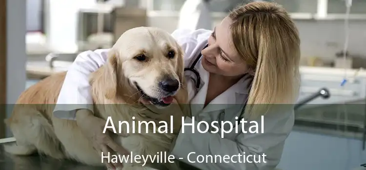 Animal Hospital Hawleyville - Connecticut