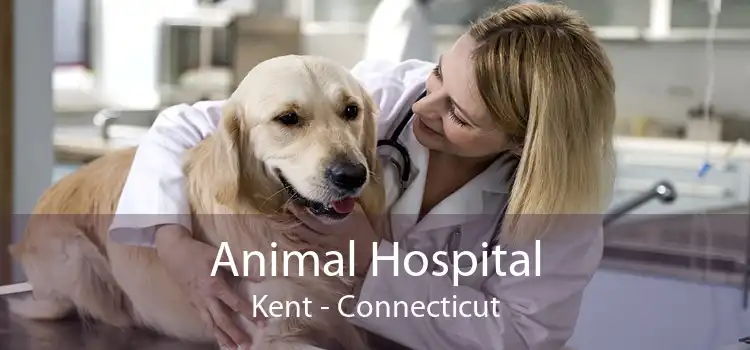 Animal Hospital Kent - Connecticut