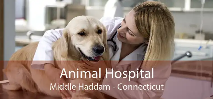 Animal Hospital Middle Haddam - Connecticut
