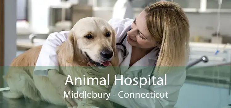 Animal Hospital Middlebury - Connecticut