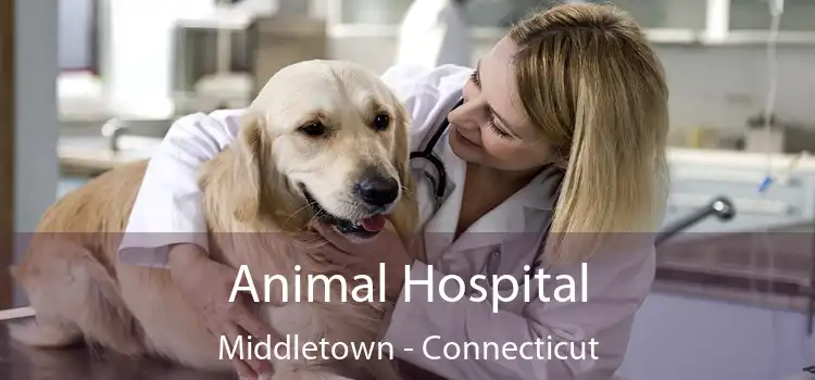 Animal Hospital Middletown - Connecticut