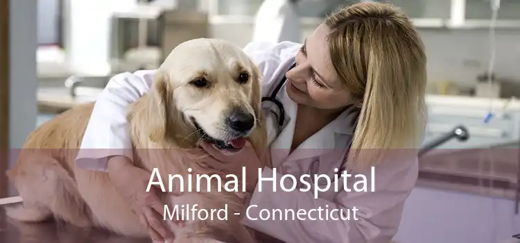 Animal Hospital Milford - Connecticut