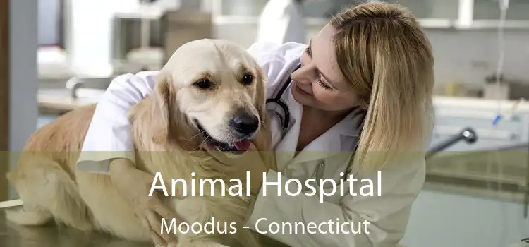 Animal Hospital Moodus - Connecticut