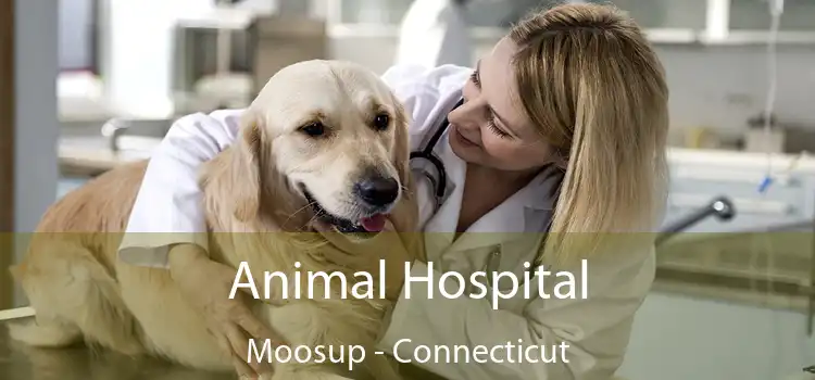 Animal Hospital Moosup - Connecticut