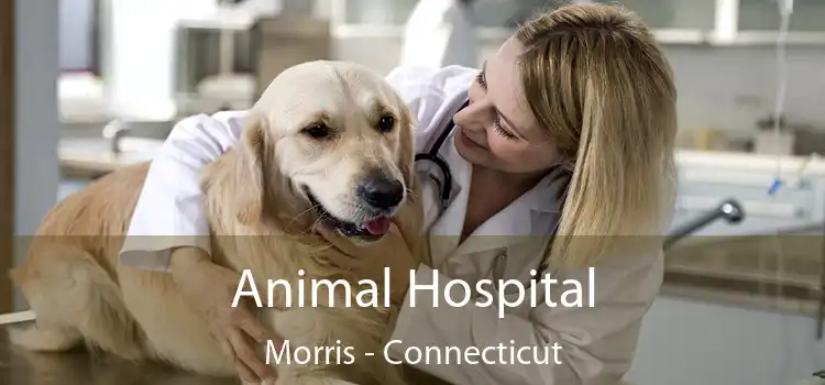 Animal Hospital Morris - Connecticut