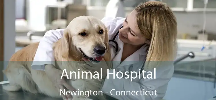 Animal Hospital Newington - Connecticut