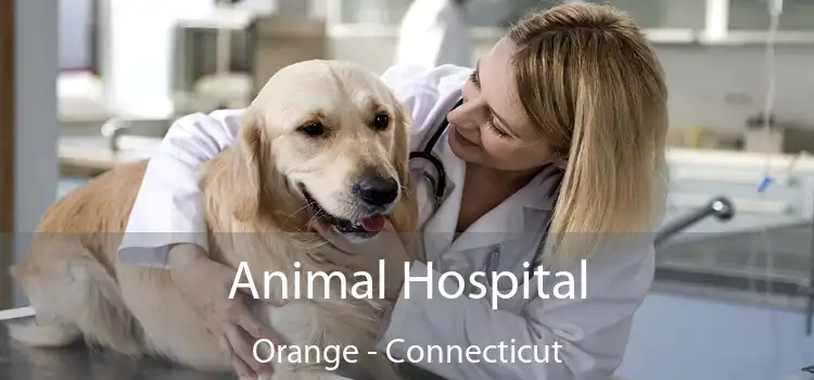 Animal Hospital Orange - Connecticut