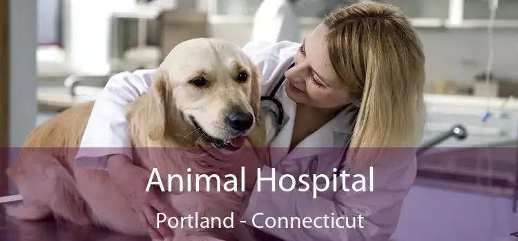 Animal Hospital Portland - Connecticut