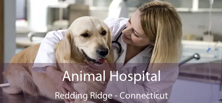 Animal Hospital Redding Ridge - Connecticut