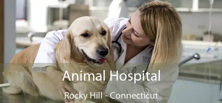 Animal Hospital Rocky Hill - Connecticut