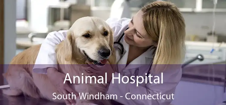 Animal Hospital South Windham - Connecticut