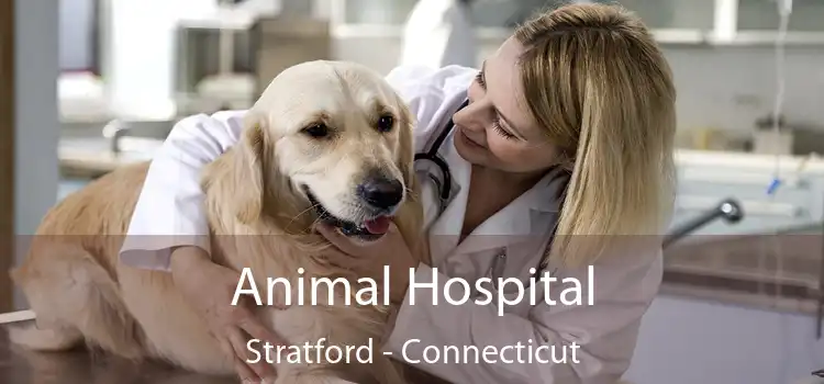 Animal Hospital Stratford - Connecticut