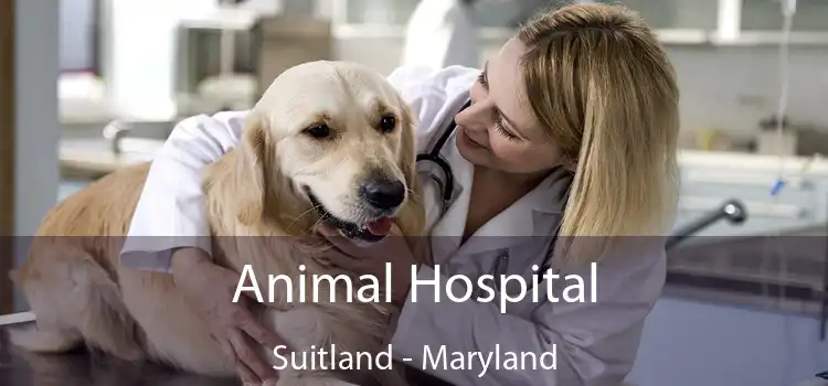 Animal Hospital Suitland - Maryland