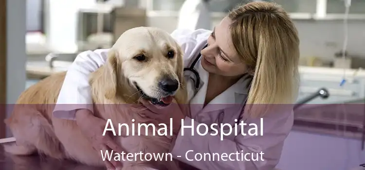 Animal Hospital Watertown - Connecticut