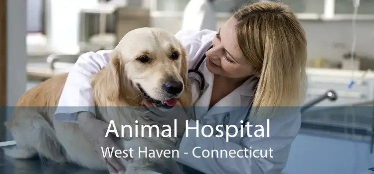Animal Hospital West Haven - Connecticut