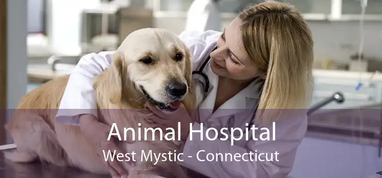 Animal Hospital West Mystic - Connecticut