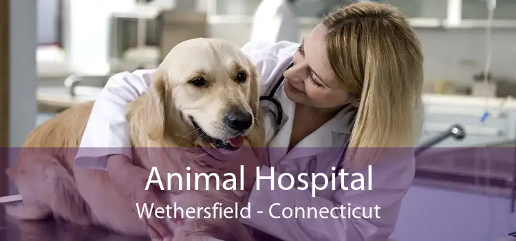 Animal Hospital Wethersfield - Connecticut