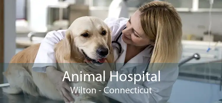 Animal Hospital Wilton - Connecticut