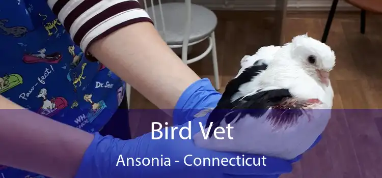 Bird Vet Ansonia - Connecticut