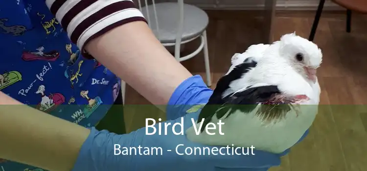 Bird Vet Bantam - Connecticut
