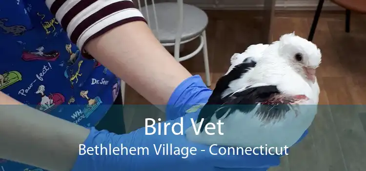 Bird Vet Bethlehem Village - Connecticut