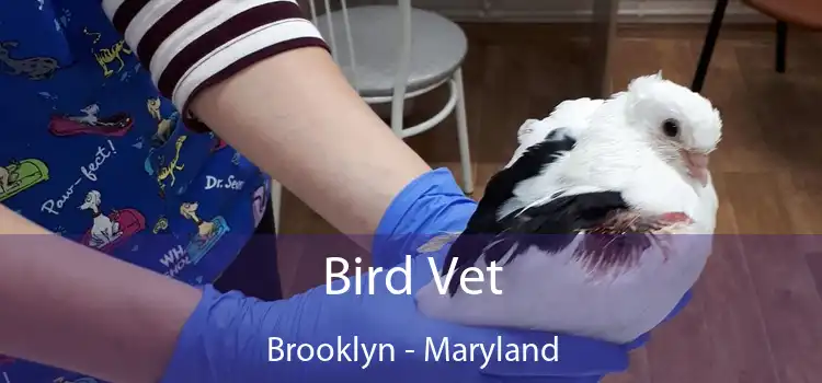 Bird Vet Brooklyn - Maryland