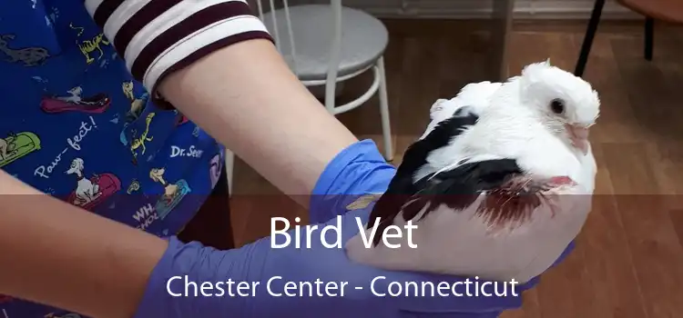 Bird Vet Chester Center - Connecticut