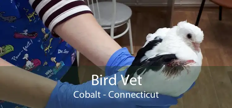 Bird Vet Cobalt - Connecticut